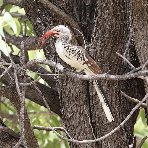 J17_0886 Redbilled Hornbill.jpg